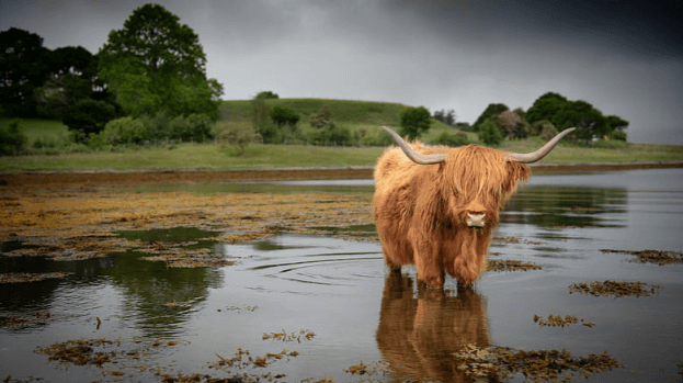 Desktop:9ab6u1hns9m= Highland Cow Wallpaper