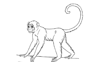 Art:2xd1r6htw7s= Monkey Drawing