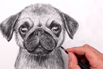 Art:-Pafzcjhogi= How to Draw a Pug