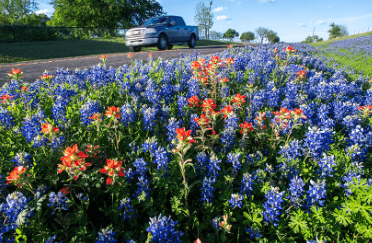 Clip Art:3xqm8x0_Lus= Bluebonnet