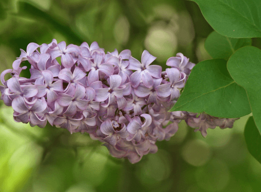 Color:8dnohhkklmu= Lilac