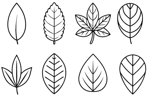 Outline:1isrh1s88fw= Leaf Clipart