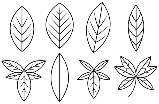 Outline:1katqdk7ygw= Leaf Clip Art