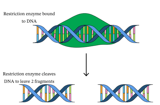 Learning Through Art: Restriction Enzymes