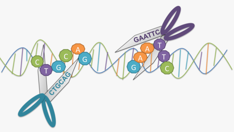 Learning Through Art: Restriction Enzymes