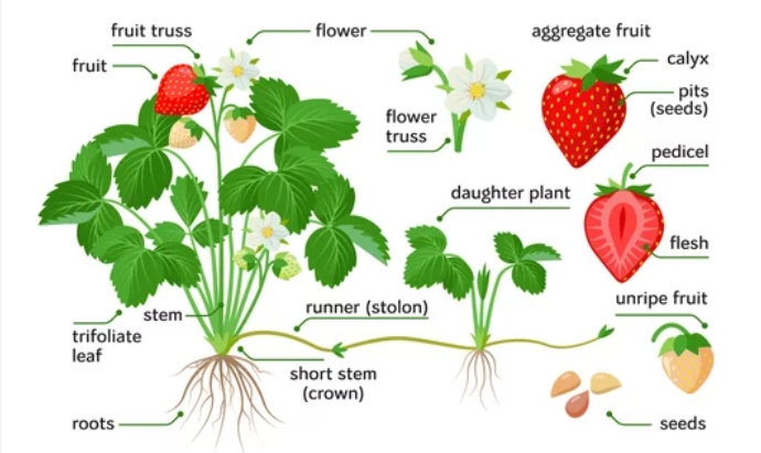 Learning Through Art: Plant Parts