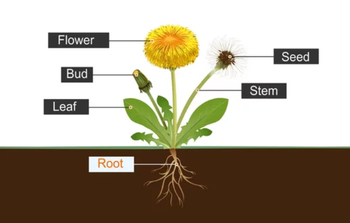 Learning Through Art: Plant Parts