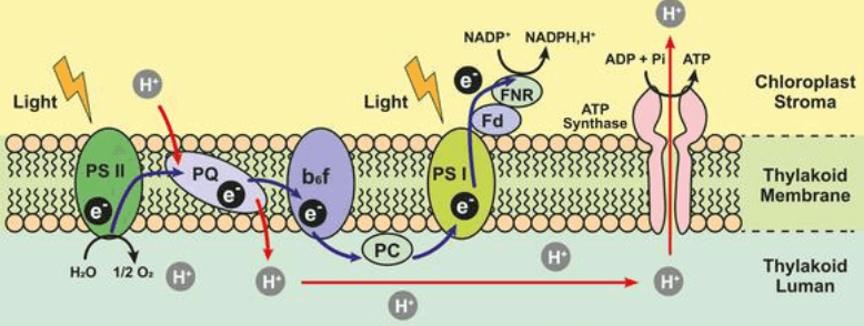 Learning Through Art: the Light Reactions