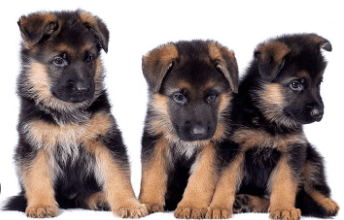 Baby:70nfzafpvu8= German Shepherd