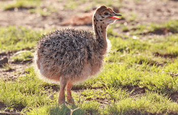 Baby:71ozupcg_Rg= Ostrich