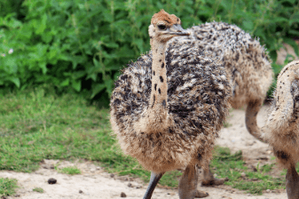 Baby:71ozupcg_Rg= Ostrich