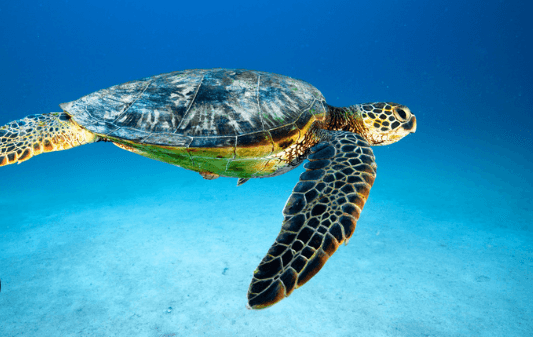 Baby:30fvwuw-Wgo= Green Sea Turtle