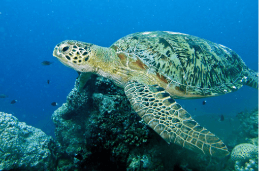 Baby:30fvwuw-Wgo= Green Sea Turtle
