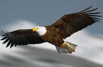 Bird:2od_Hh1vvpc= Eagle