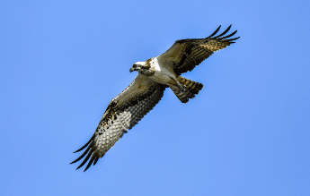 Bird:3wxndiag3yq= Osprey