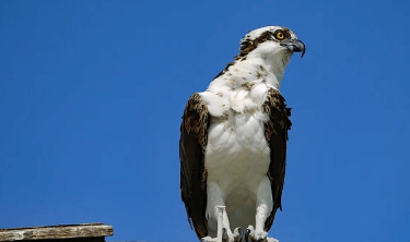 Bird:3wxndiag3yq= Osprey