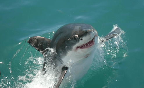 Cute:Oayqkvrhx0w= Shark