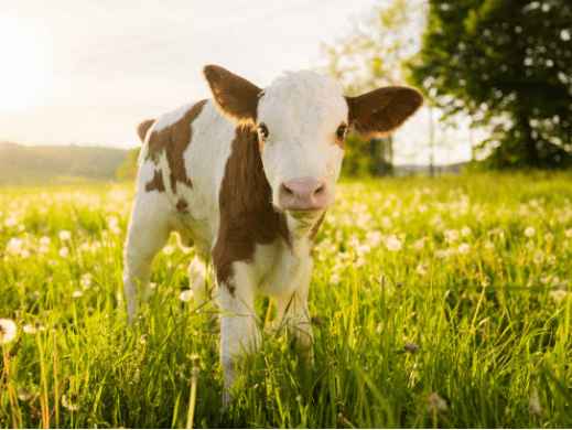 Cute:Tug3anmwsk0= Baby Cow