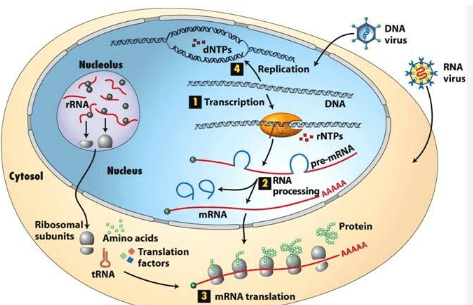 Learning Through Art: Flow of Genetic Information Through the Cell