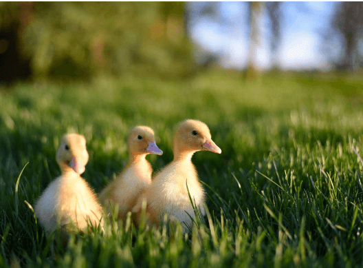 Cute:Mq1dy-Nnlwa= Duck