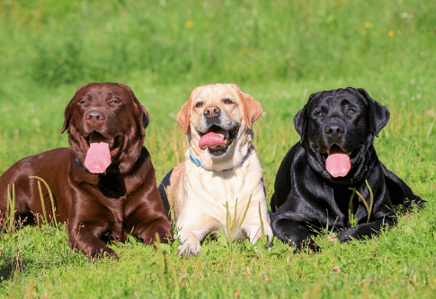 Baby:9kgsphkeq9e= Labrador