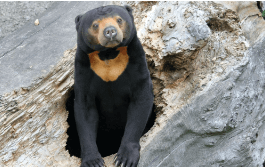 Cute:0gzkw3ifafa= Sun Bear