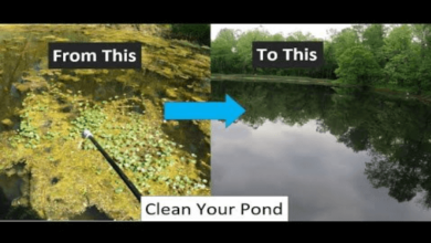 Cleaner Pond
