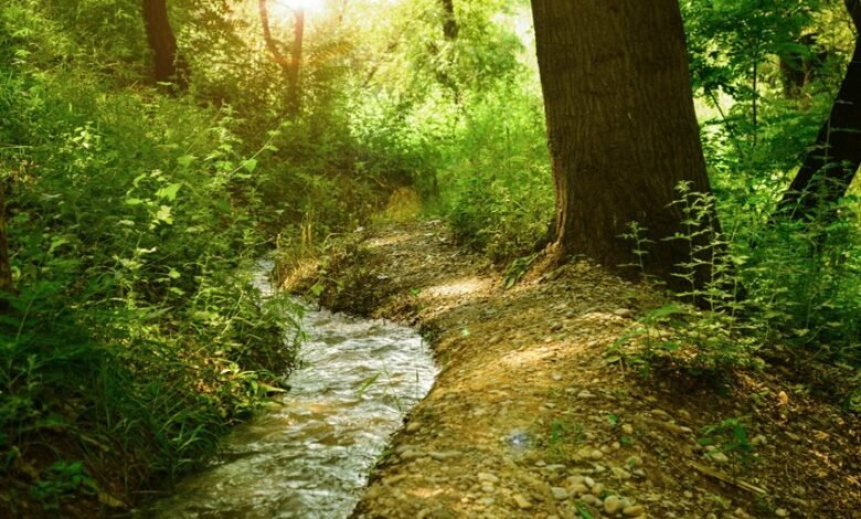 luminary growth pathway unveiled